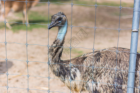 动物园的Ostrich野生动物荒野动物背景图片