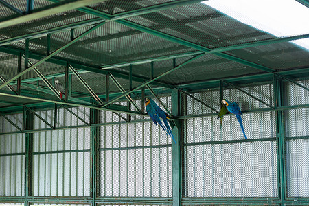 动物园中的鹦鹉金刚鹦鹉动物彩福背景图片