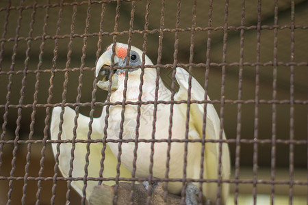 动物园中的鹦鹉金刚鹦鹉彩福动物背景图片