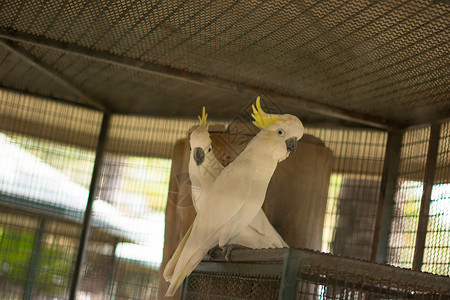 动物园中的鹦鹉动物金刚鹦鹉彩福背景图片