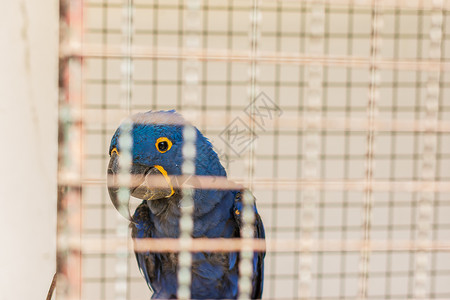 动物园中的鹦鹉彩福金刚鹦鹉动物背景图片
