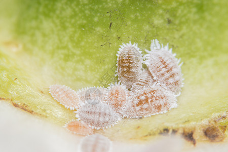 假球虫科粉状的白色的高清图片