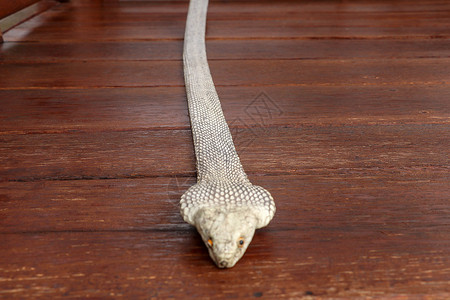 晒黑的皮肤 印度尼西亚巴厘岛最毒蛇腰带的特写 来自皮革车间的产品 眼镜王蛇也被称为 hamadryad 有毒蛇种服饰材料金属工作背景图片