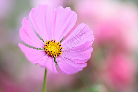 粉色宇宙花园植物学白色天空黄色雏菊植物群花朵植物绿色图片