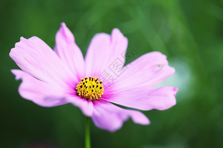 粉色宇宙白色植物学植物场地花瓣雏菊绿色花园黄色花朵图片