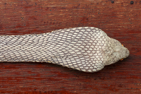 晒黑的皮肤 印度尼西亚巴厘岛最毒蛇腰带的特写 来自皮革车间的产品 眼镜王蛇也被称为 hamadryad 有毒蛇种材料男人金属动物背景图片