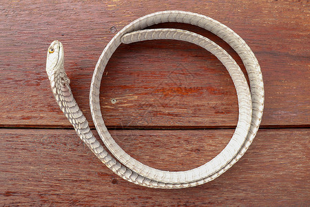 晒黑的皮肤 印度尼西亚巴厘岛最毒蛇腰带的特写 来自皮革车间的产品 眼镜王蛇也被称为 hamadryad 有毒蛇种男人打印蛇皮离合背景图片