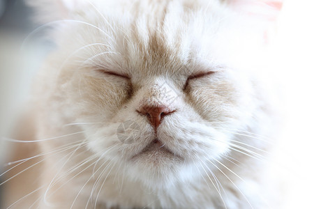 猫睡觉白色可爱的猫看起来放松猫科动物短发蓝色毛皮宠物动物红色睡眠白色猫咪背景