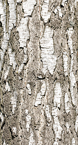 Brich Bark 纹理的详情材料白色黑色植物马赛克墙纸树林树干木头背景图片