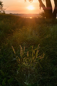 工厂稻草场景太阳尾巴橙子季节草地植物荒野阳光高清图片