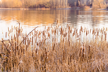 带鲜花的干Reed池塘棕色植物绿色植被香蒲芦苇沼泽背景图片
