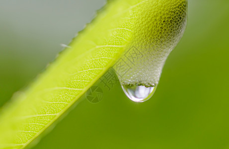 雾泡泡沫蛙跳植物液体昆虫水滴若虫树液雨滴环境叶子背景