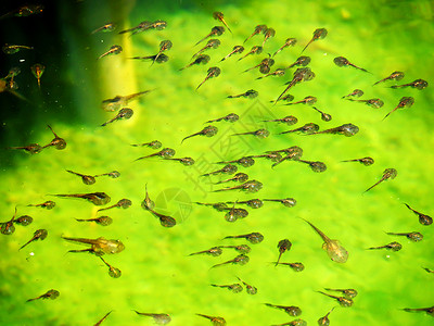 不幸家庭旱獭池塘动物气质游泳池绿色蝌蚪动物学青蛙花粉背景图片