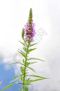 沙利氏麻风素尖刺草本植物叶子粉色紫色珍珠菜百合绿色花序植物群背景