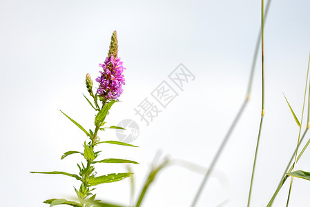 水杨酸沙利氏麻风素花序绿色珍珠菜植物群粉色紫色叶子草地草本植物灌木背景