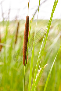 Reed的零售细节绿色宽叶叶子阔叶棕色生活植物湿地池塘香蒲背景图片