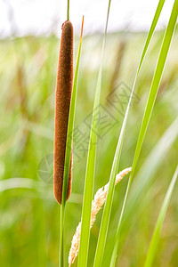 Reed的零售细节池塘宽叶狼牙棒场景植物阔叶棕色湿地香蒲叶子背景图片