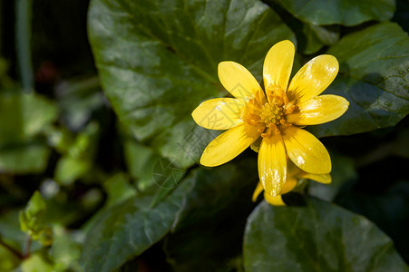 菲卡里亚花朵也被称为拉农丘鲁植物高清图片