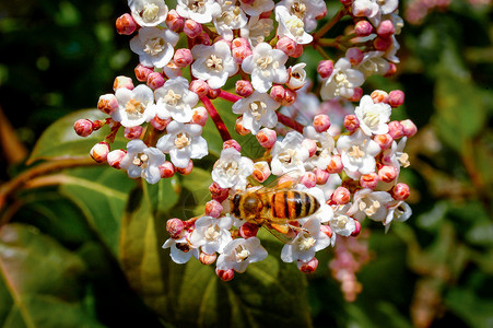 维伯南花朵上的蜜蜂背景