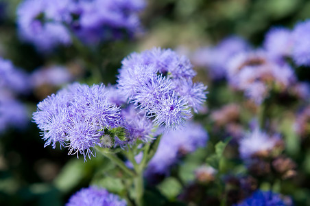 Ageratum 休斯敦背景图片