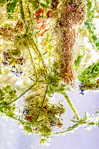 水中植物气体气态草本植物叶子碳酸气泡高清图片