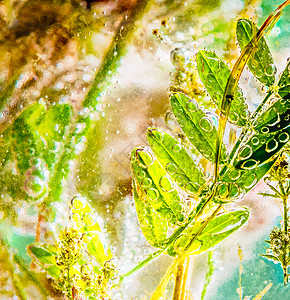 水中植物气体气泡碳酸气态草本植物叶子高清图片