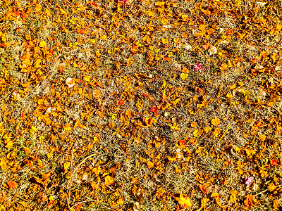 干燥的橙色和红色叶子落在地板上导致高温热带花园肤色气质橡皮森林地面橙子植物季节背景图片