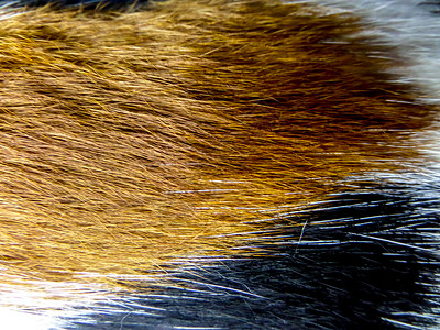 ca的头发宠物柔软度羽毛尾巴金子皮肤动物毛皮肤色皮革背景图片