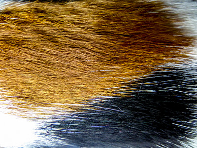 ca的头发毛皮气质自然羽毛哺乳动物动物金子橙子尾巴皮肤背景图片