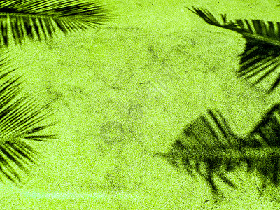 棕榈在绿色砂岩上留下阴影背景图片