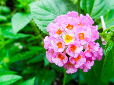 兰塔纳混合浅粉红橙色白水滴植物群植物公园花朵花园叶子金子树篱植物学季节背景图片