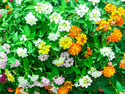 在花园中将浅粉红色橙色混合成蓝大兰塔纳camara植物植物群季节肤色热带气质花朵叶子花瓣金子背景图片