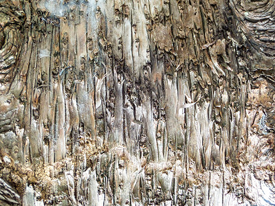 古之皮木大地色竖纹琥珀色树木气质成人材料松树森林环境皮肤老化背景图片