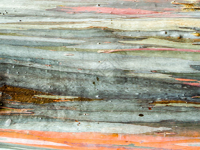 五颜六色的皮木大地色横纹树木森林木材老化成人环境肤色榆树沥青松树背景图片