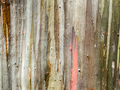 五颜六色的皮木大地色竖纹环境材料沥青墙纸森林气质老化肤色胶水琥珀色背景图片