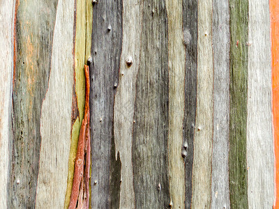 五颜六色的皮木大地色竖纹环境老化森林植物木头气质树木墙纸沥青胶水背景图片