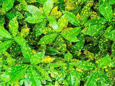 巴豆 植物在 ga 中装饰叶子生长热带草本植物绿色黄色心叶肤色桂冠花园背景图片