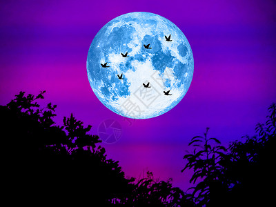 坐着月亮的嫦娥鸟儿飞回家 超级月亮在明亮的夜晚背景