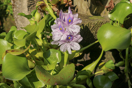 凤眼莲季节夏天高清图片