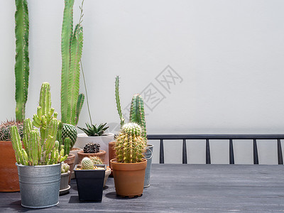红桶仙人掌可爱的室内植物高清图片