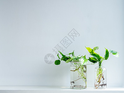 上部哈茨水架子用透明塑料瓶装满水的绿叶心形生长生态房间植物群环境架子瓶子树叶花瓶背景