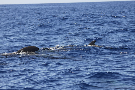 领航鲸螺旋飞行员鲸鱼长鳍荒野野生动物游泳航鲸保护海浪动物背景