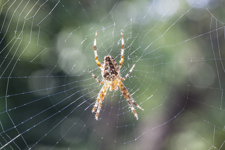克鲁兹斯平因Name花园野生动物漏洞蜘蛛昆虫宏观棕色动物荒野背景图片