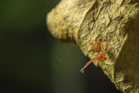 大型蜘蛛橙绿色橙子背景图片