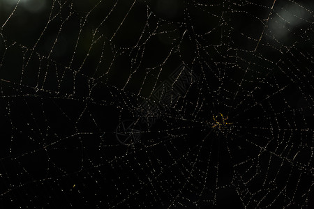 在蜘蛛网上捕一只特端蜘蛛绿色黑色背景图片