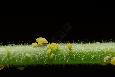 皮蜂科学名称 甲状腺虫科赫宏观瓢虫瘟疫绿色植物红色粉虱摄影昆虫叶子背景图片