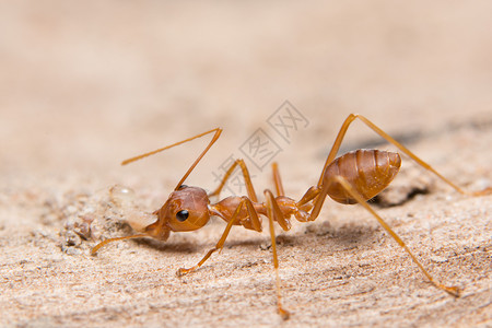 蚂蚁沙子素材团队合作团体高清图片