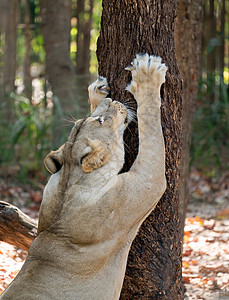 雌狮子刮树树皮图片