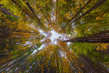在秋天的日光森林中 云雾般的天气 向上拍摄了超宽的角度背景图片