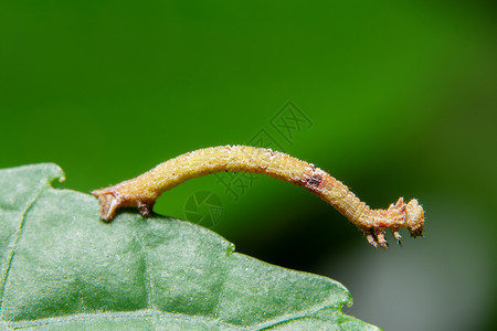 植物上的长线虫宏观绿色蝴蝶背景图片